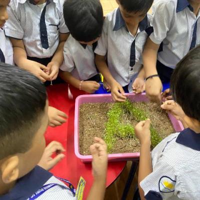 Growing Our Own Micro Greens