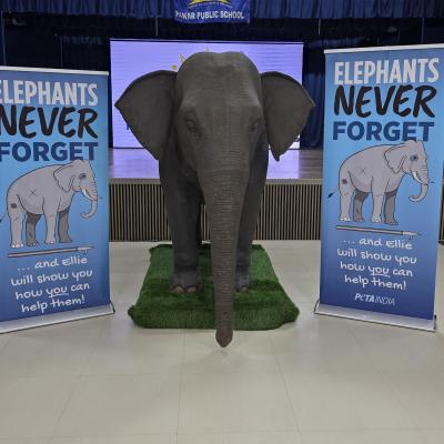 ELLIE THE ELEPHANT VISIT 2025