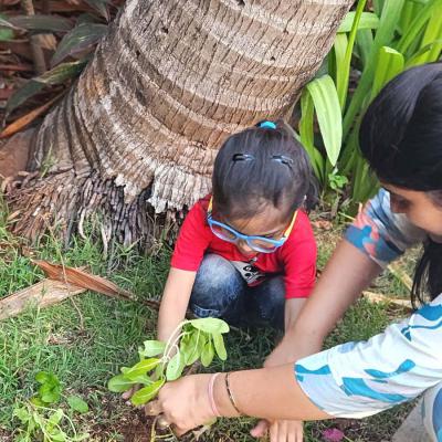 Ziva Chauhan Nursery A Rollno 6